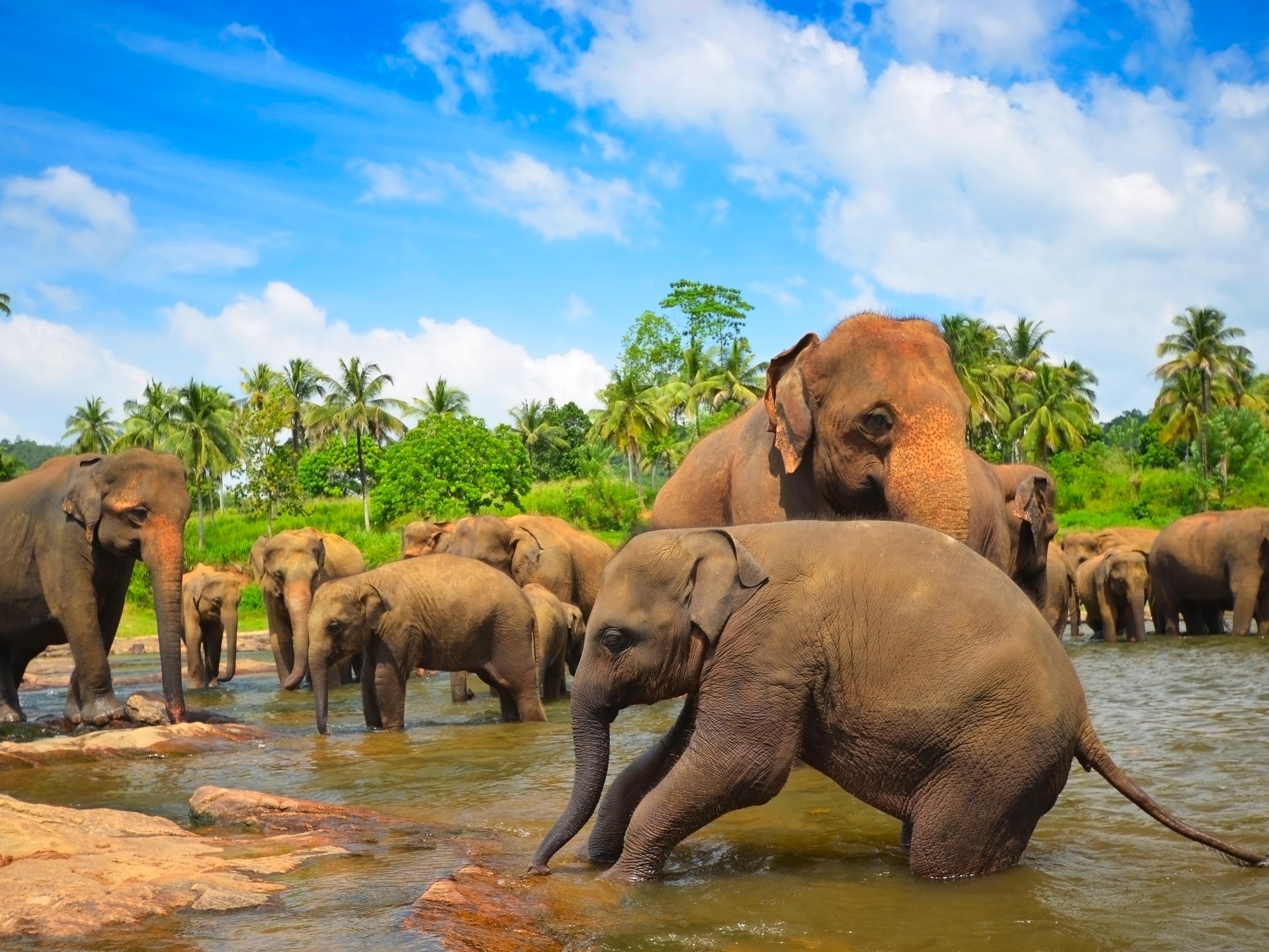 Dessine-moi un éléphant au Sri Lanka