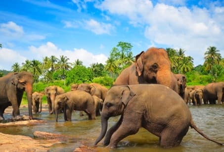 Dessine-moi un éléphant au Sri Lanka