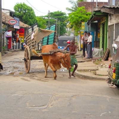 Balade en char à bœufs