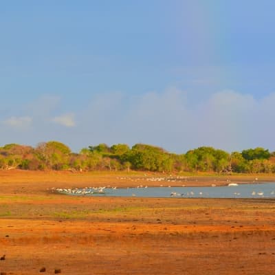 Visite de la réserve de Yala en 4 x 4