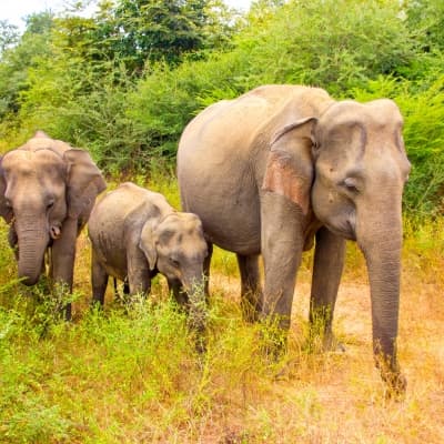 Visite de l’orphelinat des éléphants