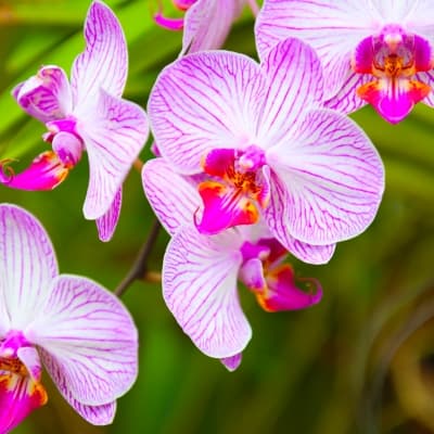 Visite du jardin botanique