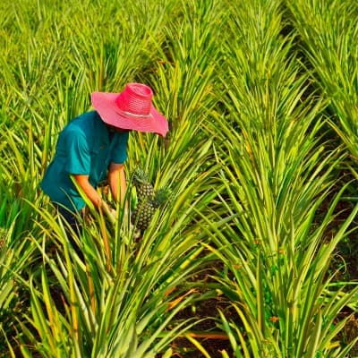 Visite d'une plantation d'ananas + dégustation