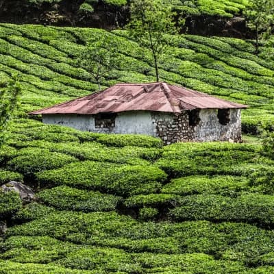 Visite d’une plantation de thé et de son usine + dégustation - Nuwara Eliya