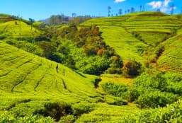 Le Sri Lanka, Grandeur Nature